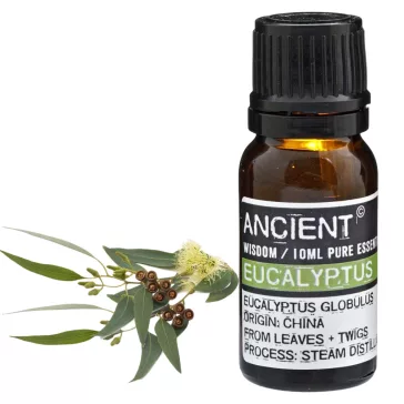 Eukalyptus Ätherisches Öl 10 ml